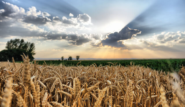 Symbolbild Landwirtschaftswetter