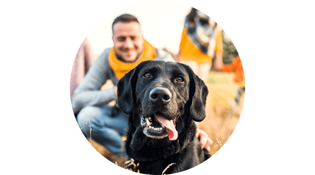Familie mit Hund. Beliebte Hunderassen und Versicherungstipps für Hundebesitzer.