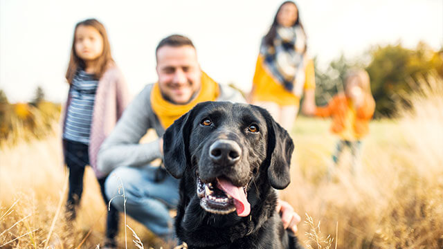 Familie mit Hund. Beliebte Hunderassen und Versicherungstipps für Hundebesitzer.
