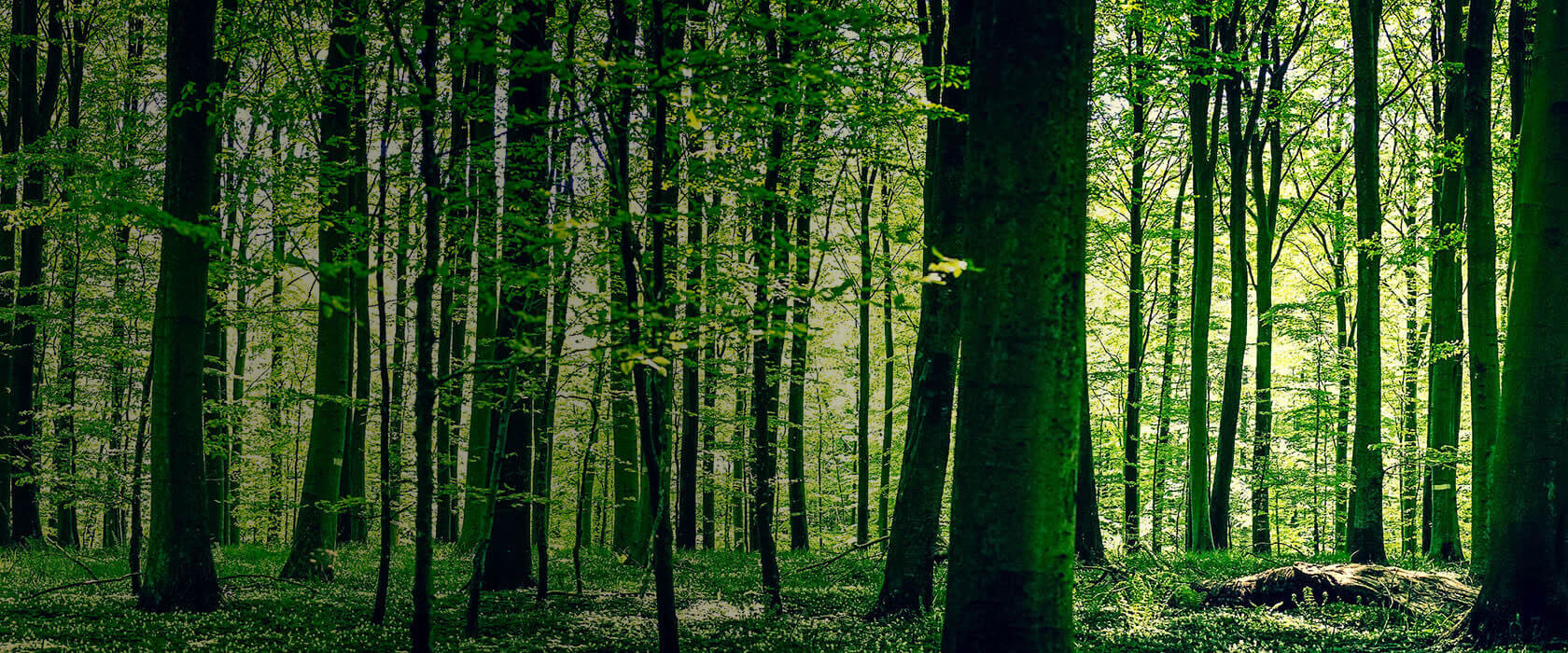 Dichter, grüner Wald