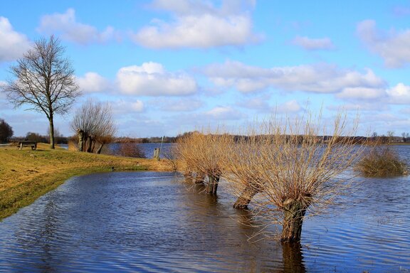 Ein Fluss mit deutlichem Hochwasserstand. Die Weiden am Ufer sind vom Hochwasser umspült. Der Deich am Flussufer hält dem Wasser stand, es sind noch etwa anderthalb Meter zwischen Deichkrone und dem Hochwasserscheitel.